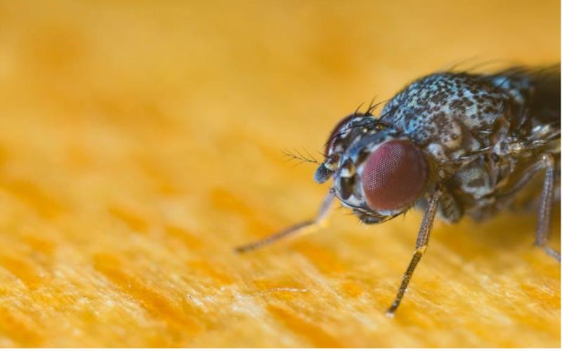 Eco-Friendly Solutions for Fly Pest Control in Your Home