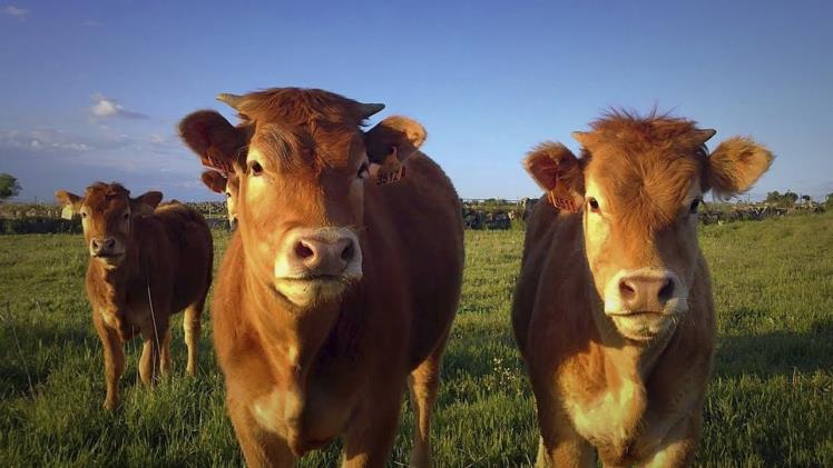 Enfermedades que Producen Sangrado Nasal en Bovinos: A Comprehensive Guide