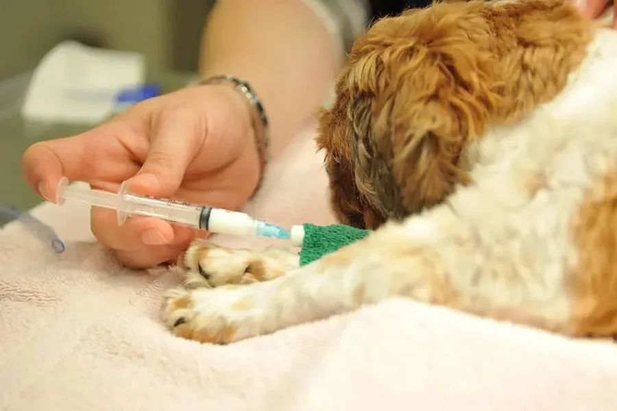How Animal Hospitals Provide Compassionate End Of Life Care Animal Hospitals