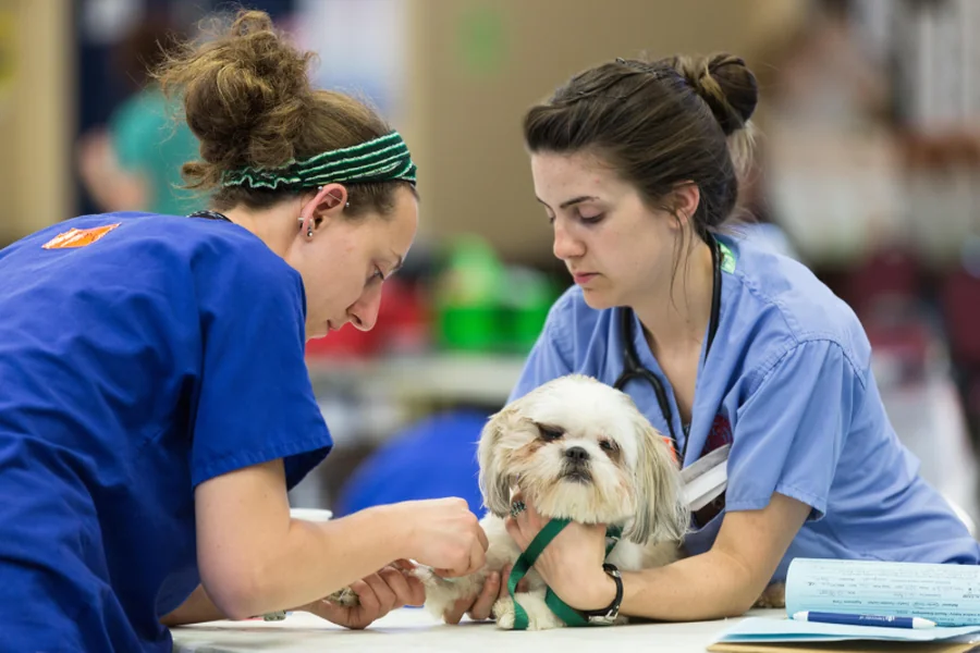 Why General Veterinary Clinics Are Vital To Rural Communities General Veterinary Clinics