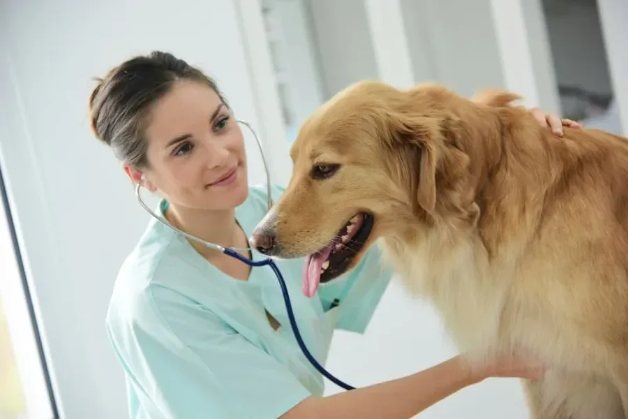 How General Veterinarians Build Long Term Relationships With Families General Veterinarians
