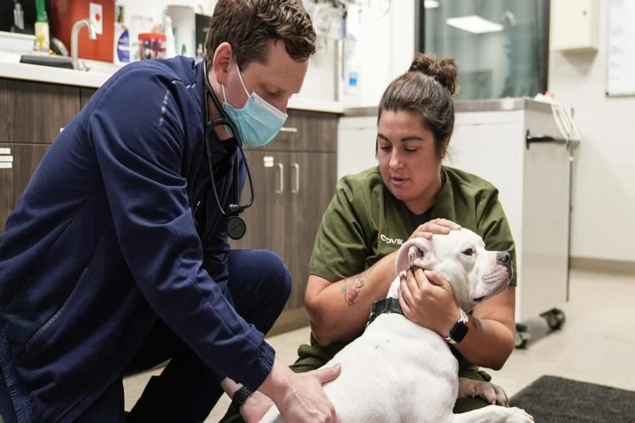 4 Benefits Of 24/7 Veterinary Hospital Access Veterinary Hospital